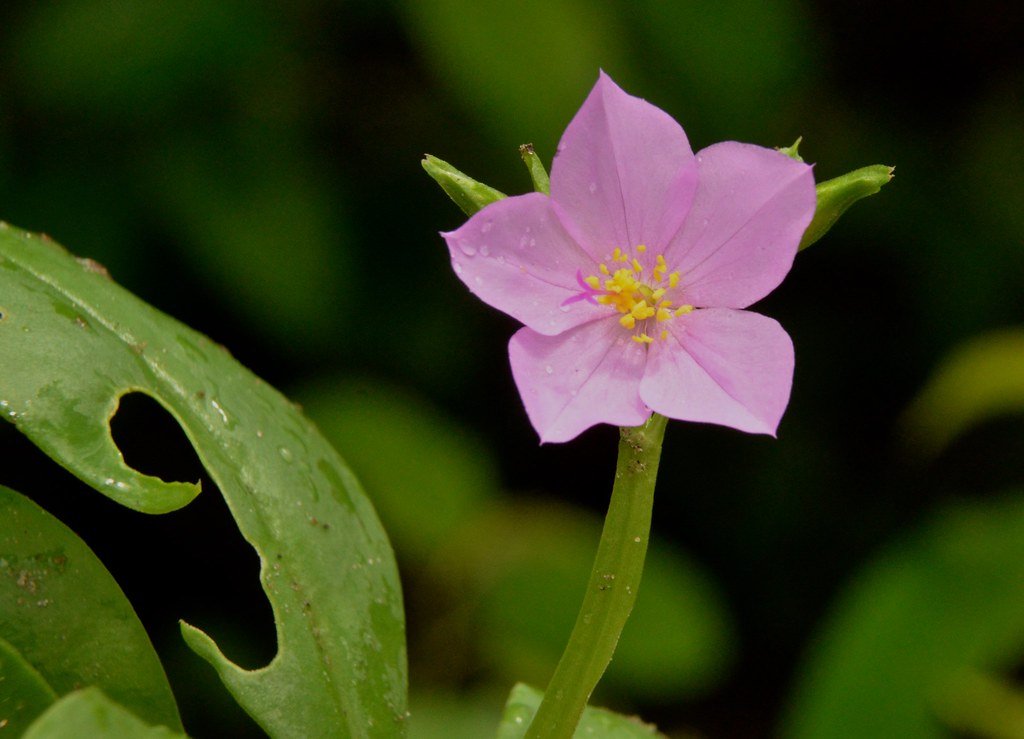 Talinum triangulare